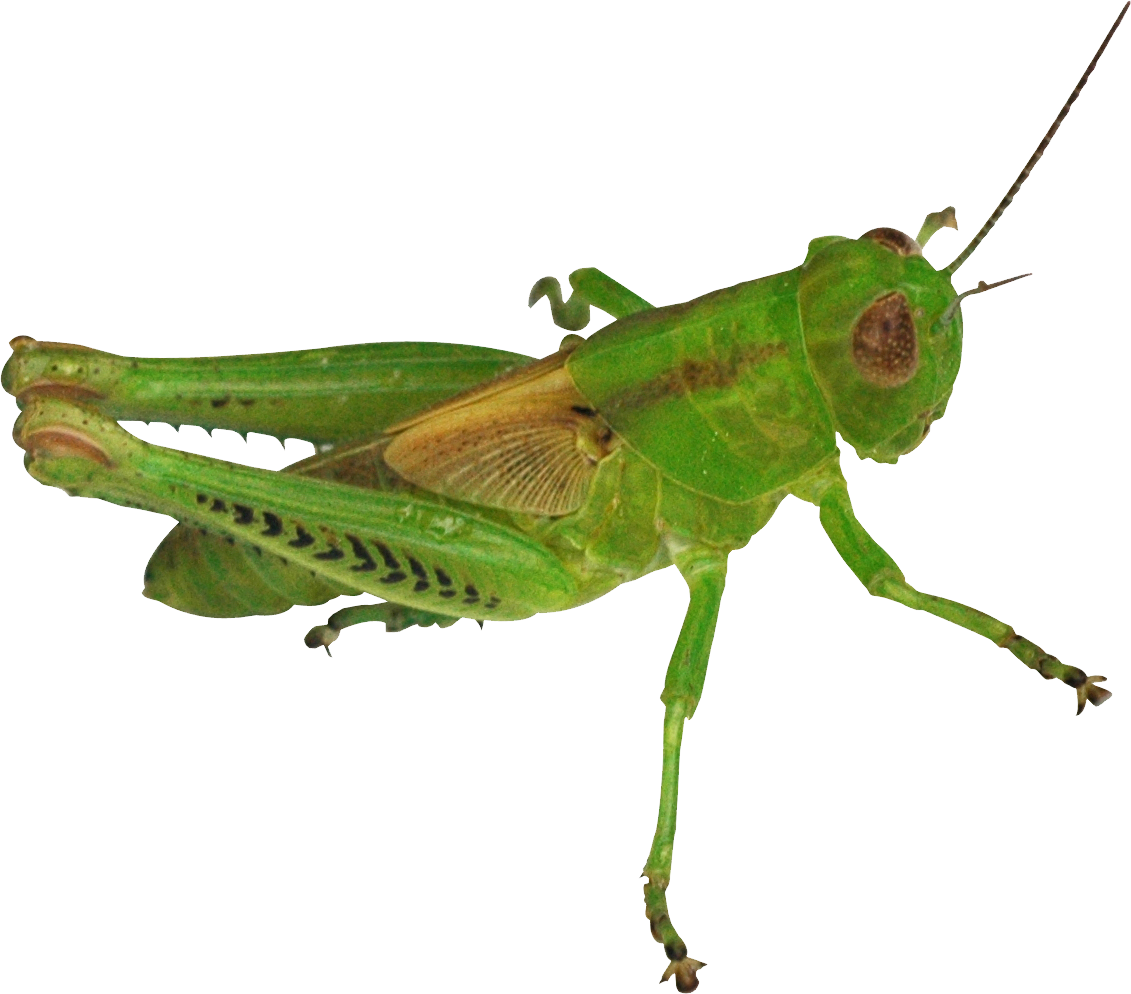 Grasshopper Png - Grasshopper, Transparent background PNG HD thumbnail