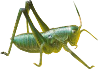 Grasshopper Transparent Backg