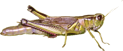 Grasshopper Png - Grasshopper, Transparent background PNG HD thumbnail