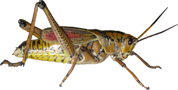 Grasshopper.png - Grasshopper, Transparent background PNG HD thumbnail
