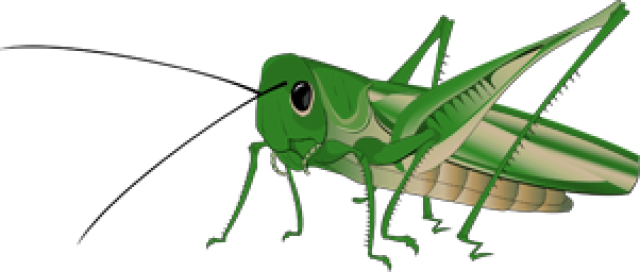 Grasshopper Transparent Background - Grasshopper, Transparent background PNG HD thumbnail