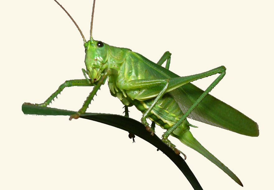 The Most Lost Grasshopper Iu0027Ve Ever Met. - Grasshopper, Transparent background PNG HD thumbnail