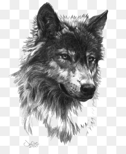 Gray Wolf, Painted Gray Wolf, Cartoon Gray Wolf, Wolf Png Image And Clipart - Gray Wolf, Transparent background PNG HD thumbnail
