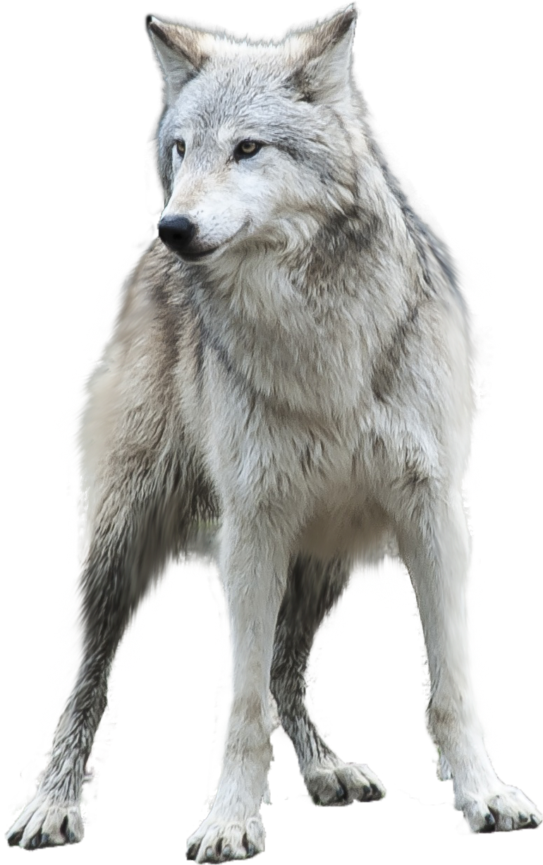 Gray Wolf Png Hd - Grey Wolf Png By Gayaliberty Grey Wolf Png By Gayaliberty   Wolf Png, Transparent background PNG HD thumbnail