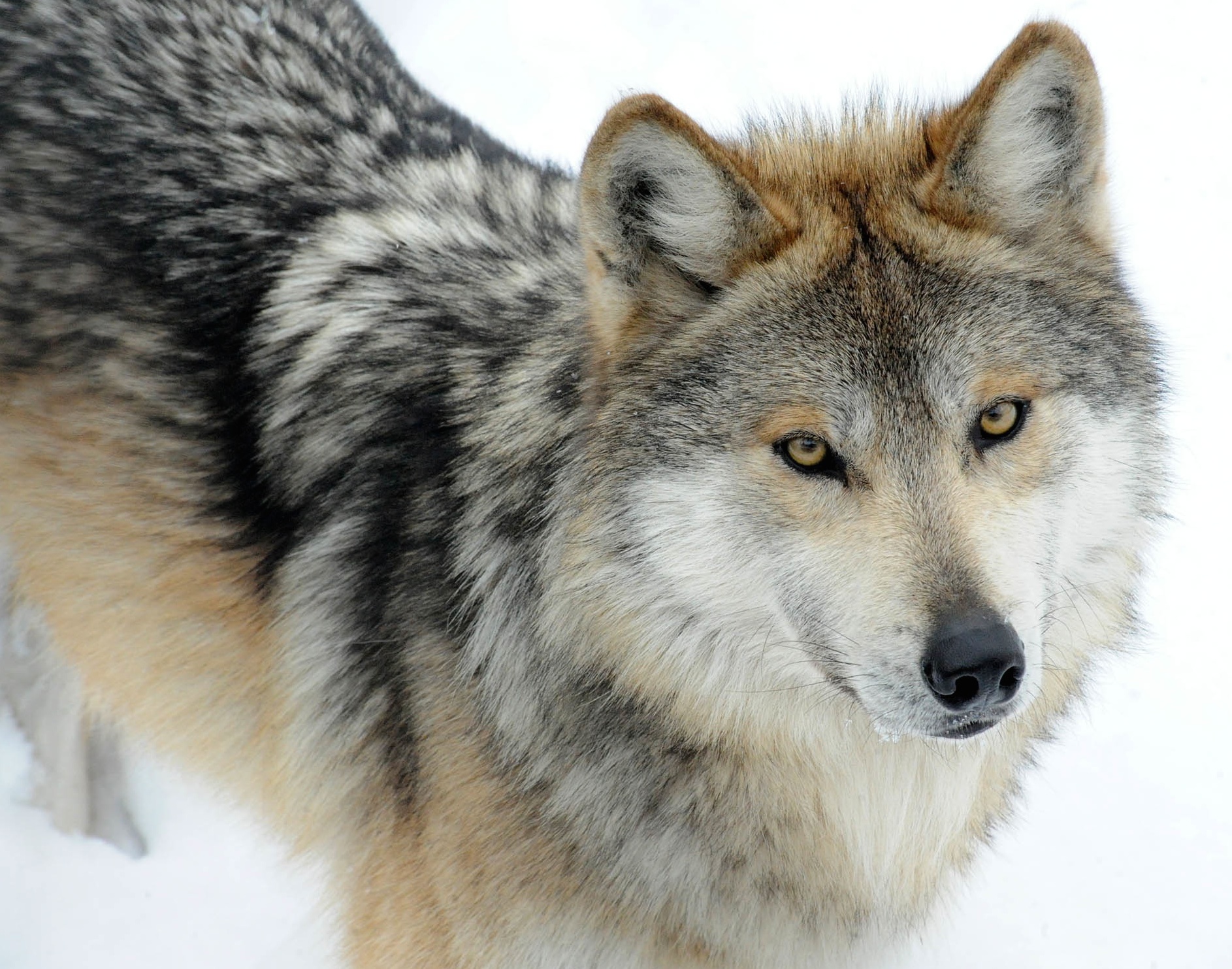Hd Gray Wolf Facts And Images - Gray Wolf, Transparent background PNG HD thumbnail