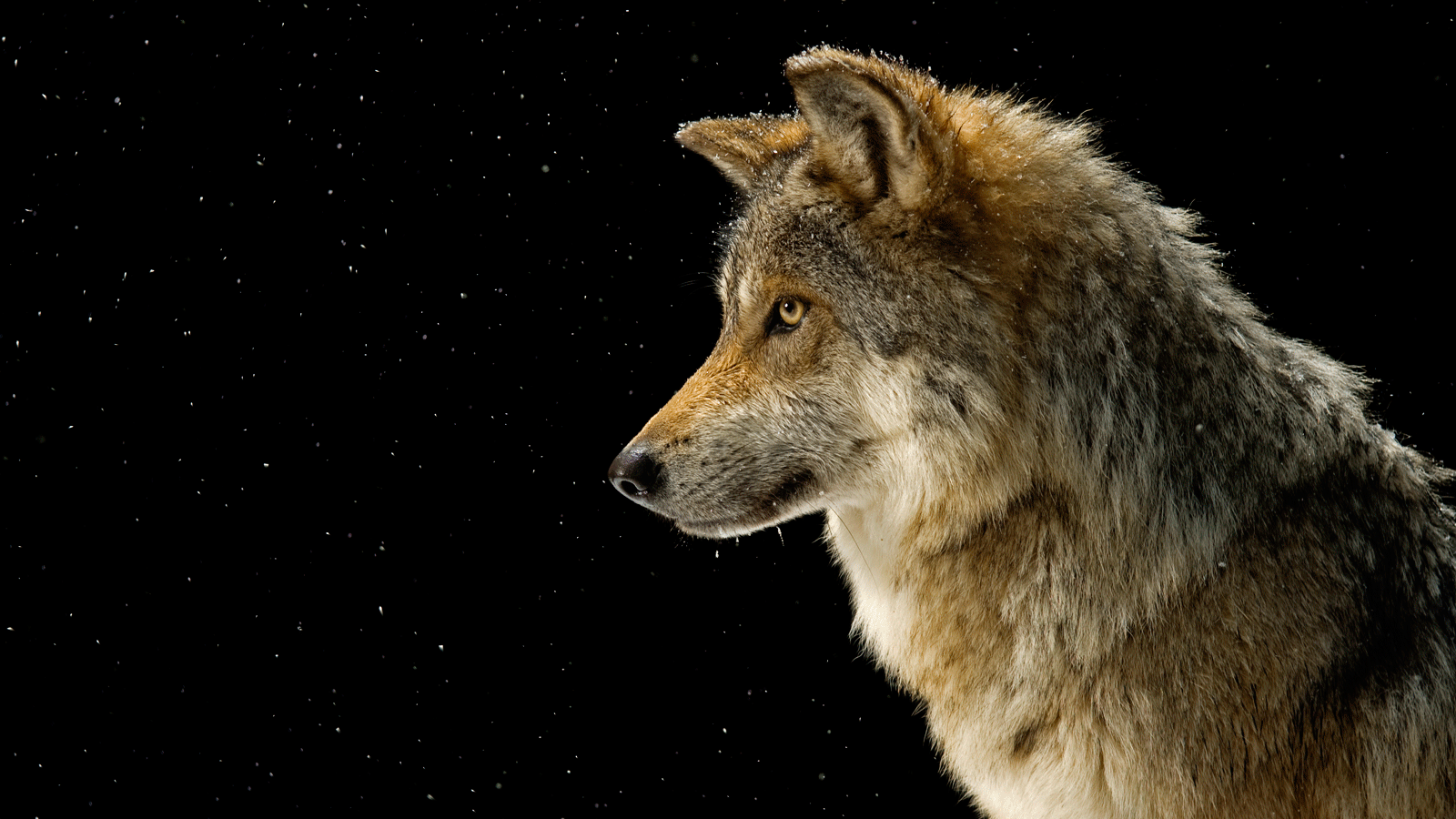 Photoark Graywolf.png - Gray Wolf, Transparent background PNG HD thumbnail