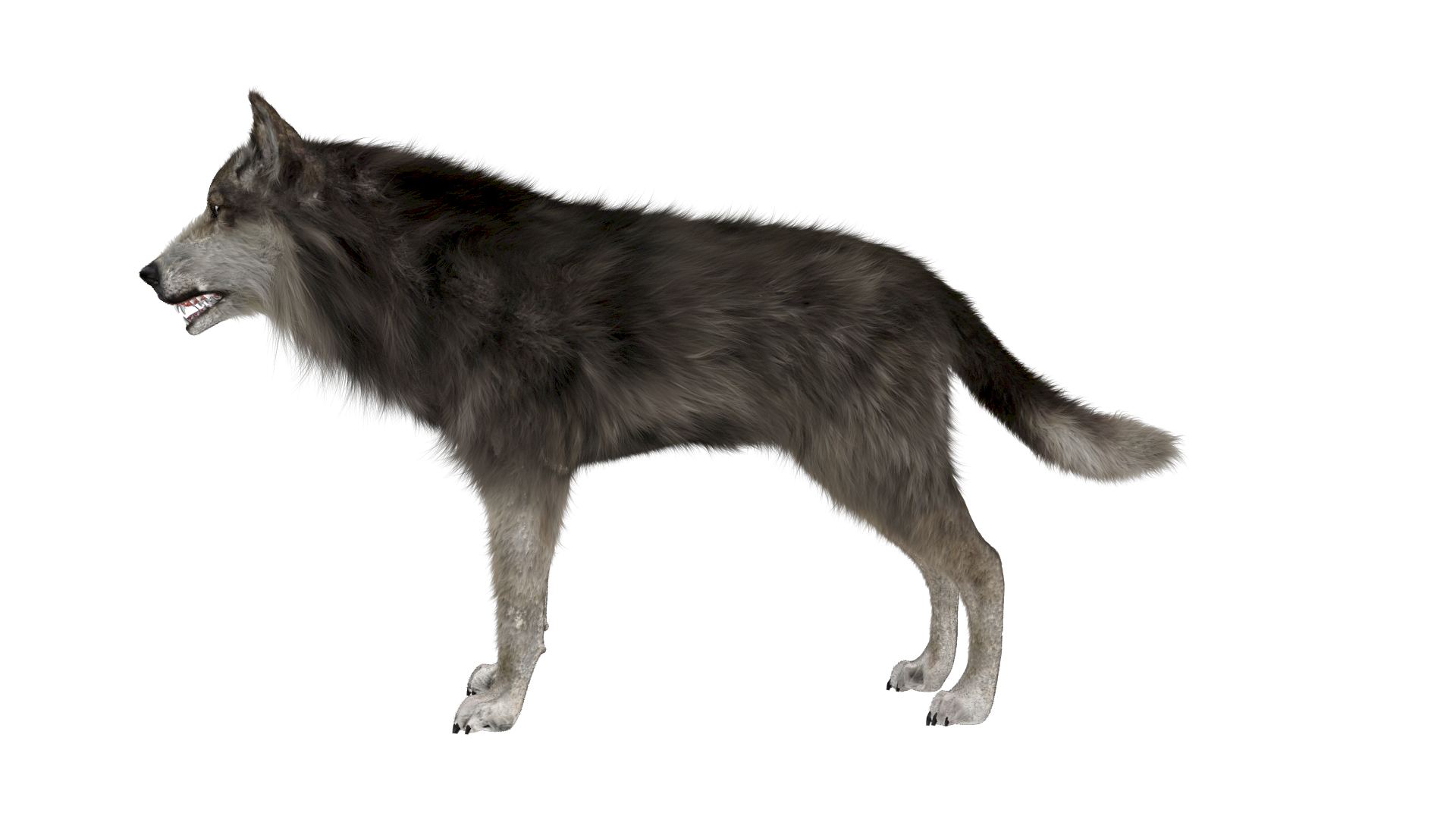 Pluspng Pluspng.com Wolf Side Render 1.png.   Wolf . - Gray Wolf, Transparent background PNG HD thumbnail