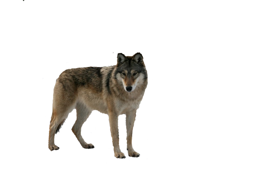 Gray Wolf Png Hd - Wolf Cut Out By Zoeylynn12 Wolf Png   Wolf Png   Wolf Hd Png, Transparent background PNG HD thumbnail