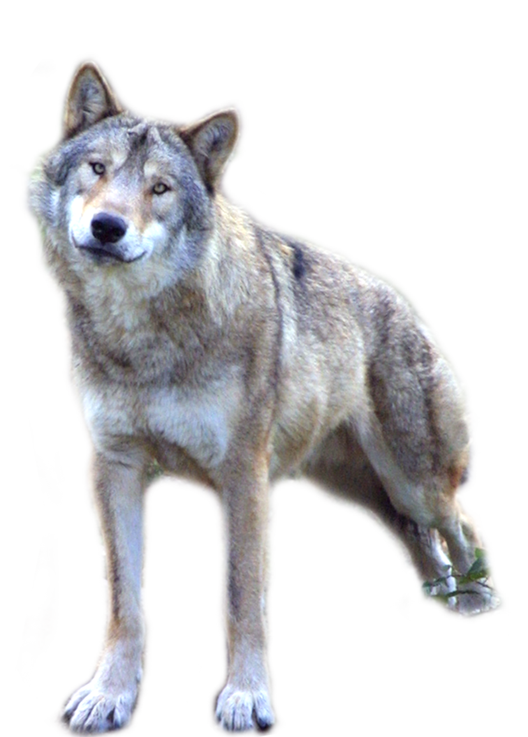 Wolf Png - Gray Wolf, Transparent background PNG HD thumbnail