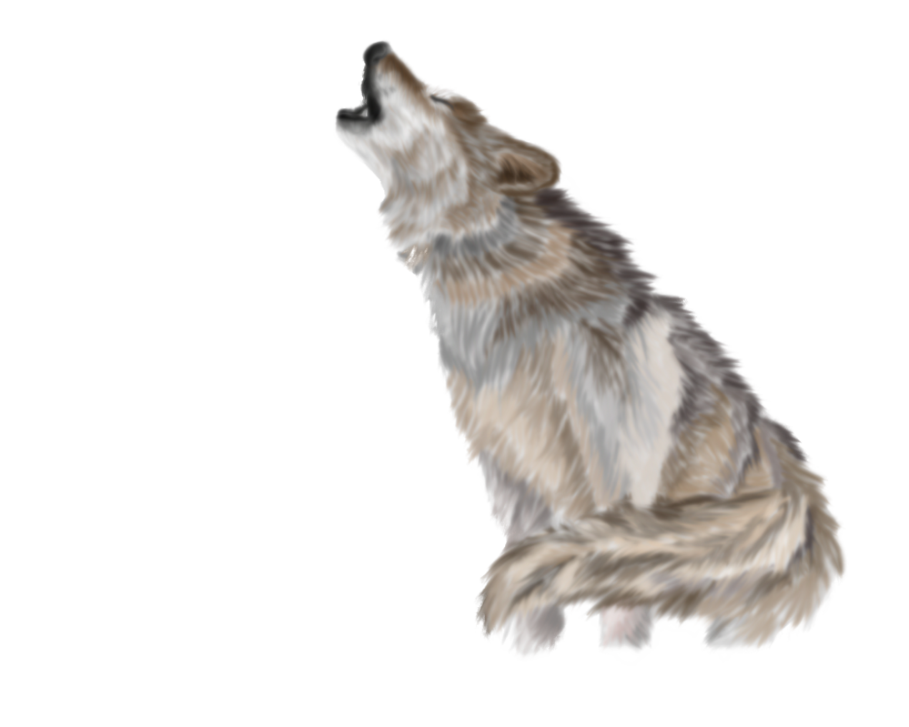 Wolf Png Pic - Gray Wolf, Transparent background PNG HD thumbnail