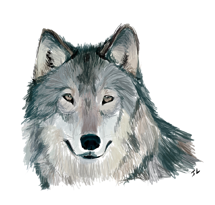 Gray Wolf Png Hd - Wolf S Head By Nightfury1020 Wolf Face Png   Png Wolf Head, Transparent background PNG HD thumbnail