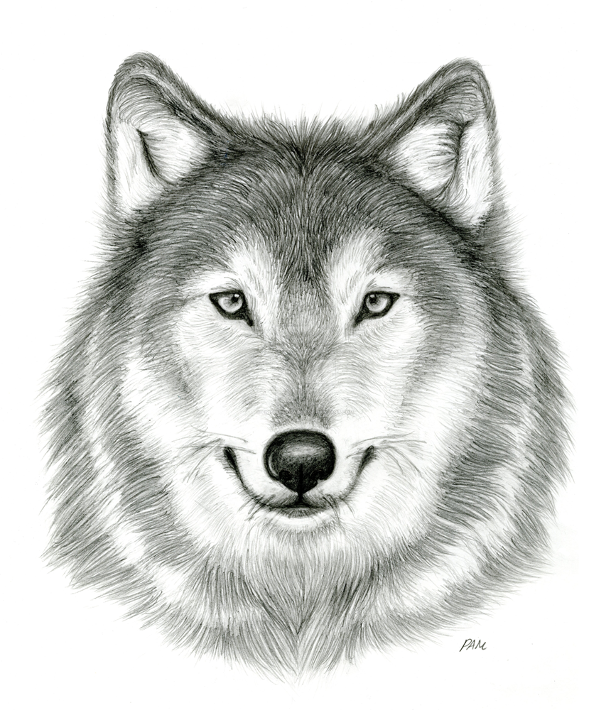 Wolf Sketch   Dr. Odd - Gray Wolf, Transparent background PNG HD thumbnail