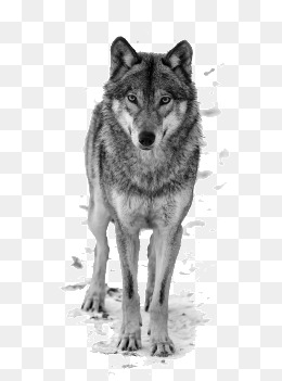 Gray wolf Clip art - Wolf PNG