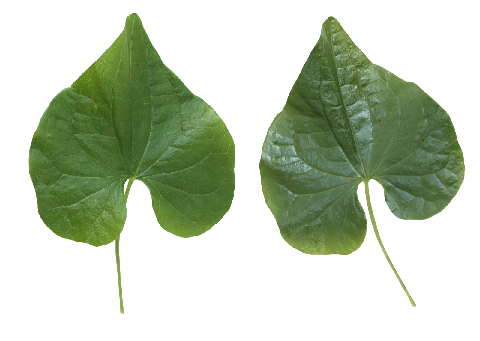 Green Leaf Png - Leaves, Transparent background PNG HD thumbnail