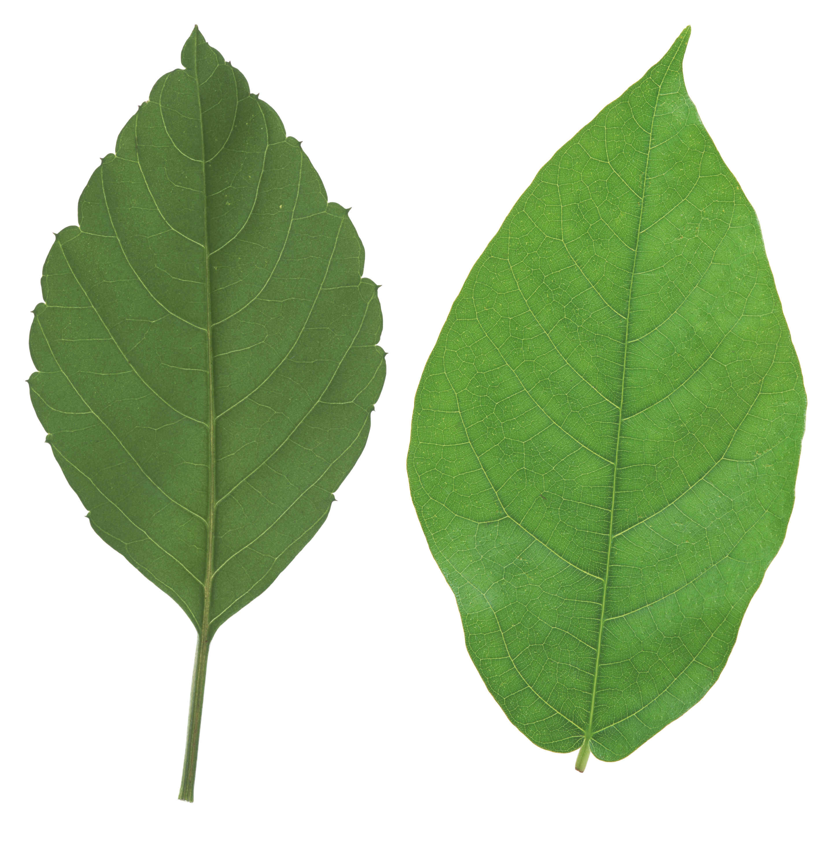 Green Leaf Png - Leaves, Transparent background PNG HD thumbnail