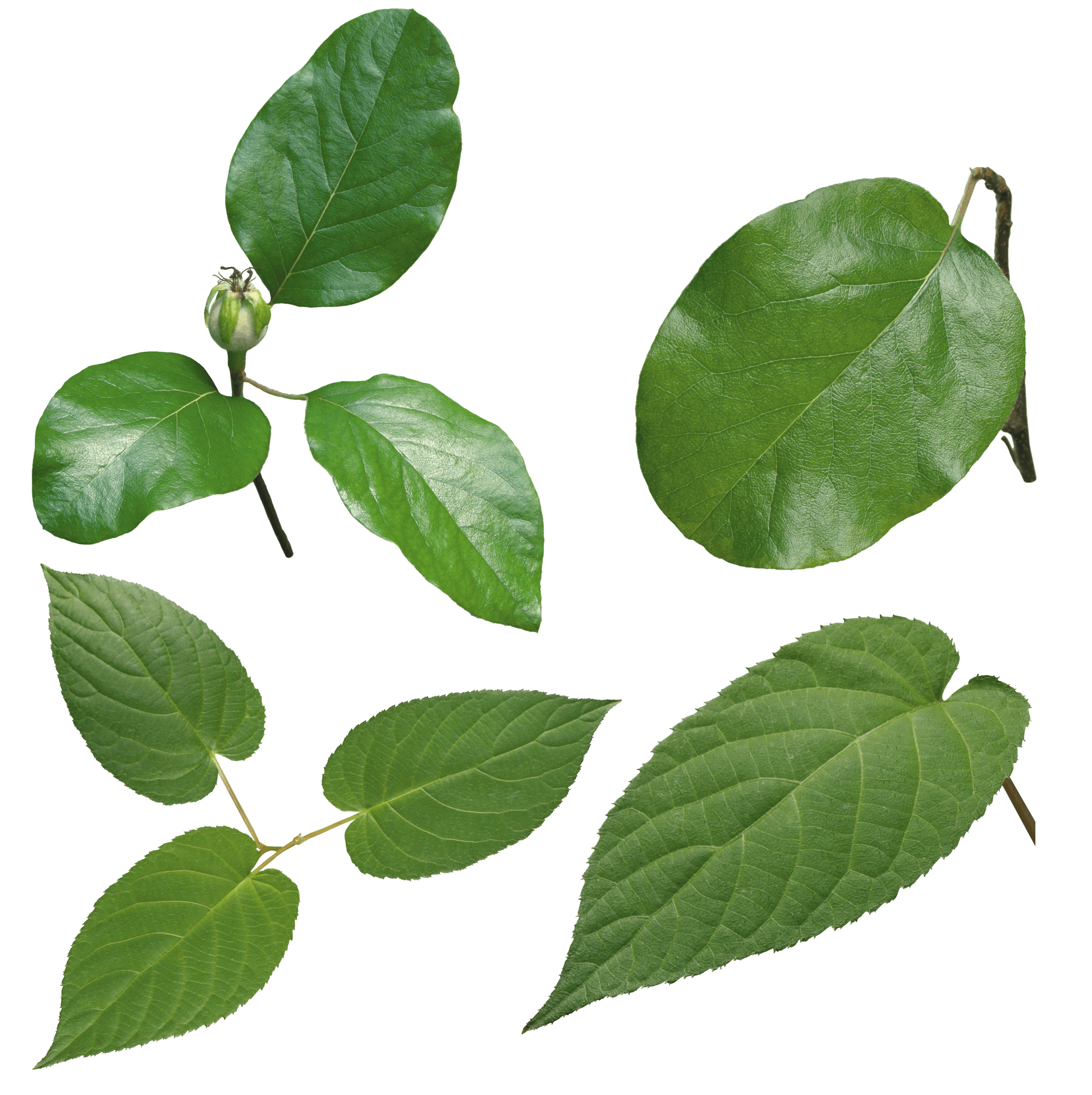 Green Leaf Png Png Image - Leaves, Transparent background PNG HD thumbnail