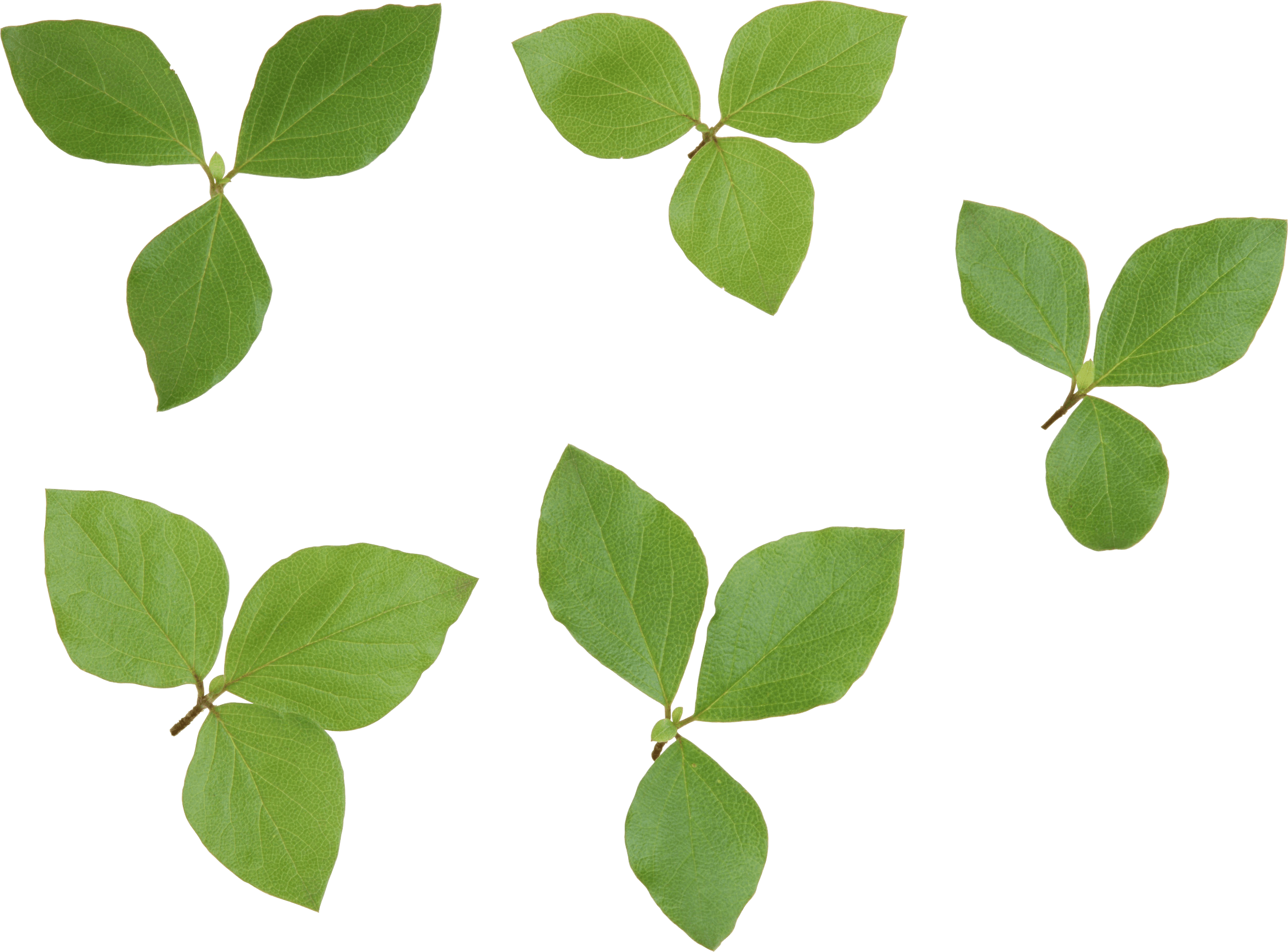 Green Leaf Png Png Image - Leaves, Transparent background PNG HD thumbnail
