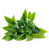Green Tea Transparent PNG
