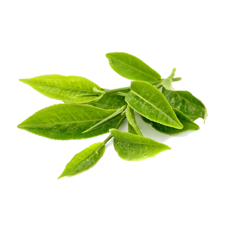 A cup of green tea · PNG