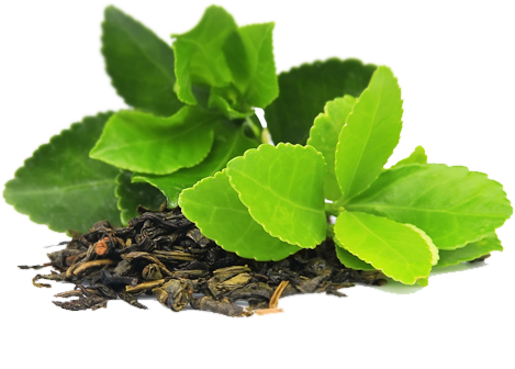 Green Tea PNG - Green Tea Transpar