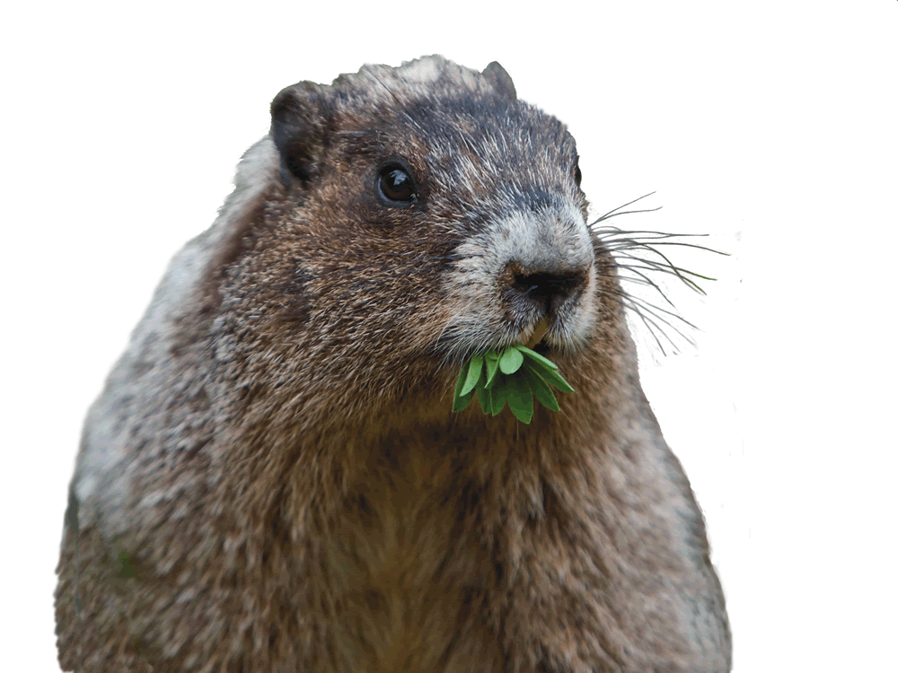 Can That Cute Groundhog Really Cause Damage? - Groundhog Images, Transparent background PNG HD thumbnail