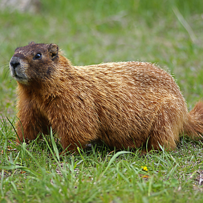 Pest Control for Groundhogs i
