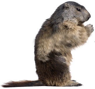 Groundhog Rules! {And The Rules} - Groundhog Images, Transparent background PNG HD thumbnail