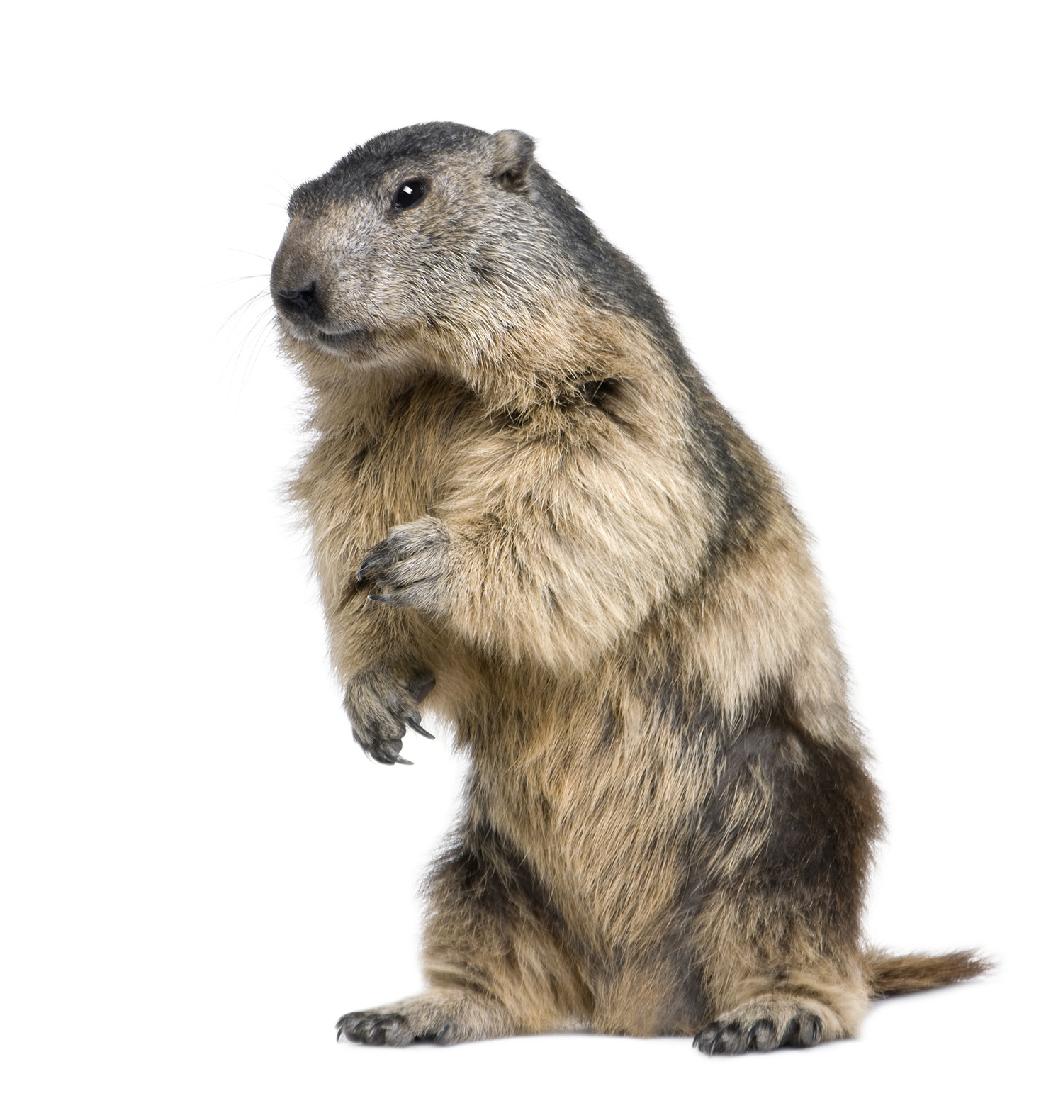 Pest Control for Groundhogs i