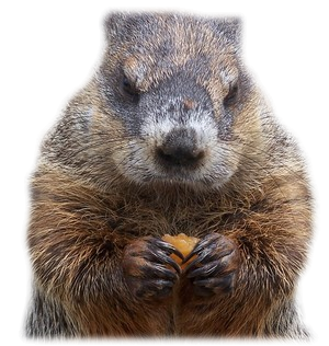 Can That Cute Groundhog Reall