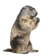 Pest Control For Groundhogs In Nj - Groundhog Images, Transparent background PNG HD thumbnail