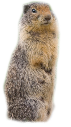 Beaver Png - Groundhog, Transparent background PNG HD thumbnail