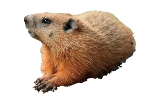 Groundhog Capture And Relocation - Groundhog, Transparent background PNG HD thumbnail
