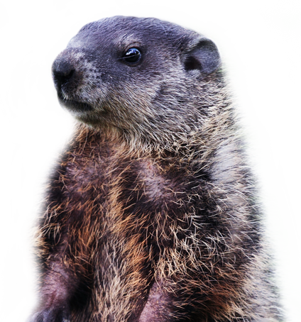 Groundhog2.png - Groundhog, Transparent background PNG HD thumbnail