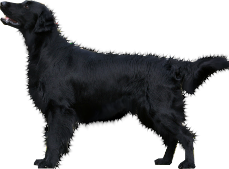 Dog Png. Warning, Fail Alert. By Scyllawolf Hdpng.com  - Group Of Dogs Black And White, Transparent background PNG HD thumbnail