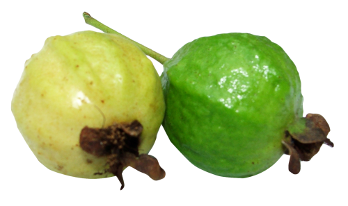 Download Guava Png Image - Guava, Transparent background PNG HD thumbnail