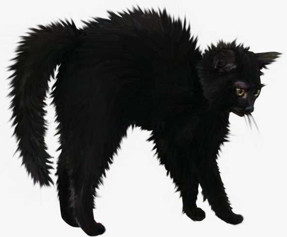 Angry Black Cat Halloween, Halloween, Anger, Black Cat Png Image And Clipart - Halloween Black Cats, Transparent background PNG HD thumbnail