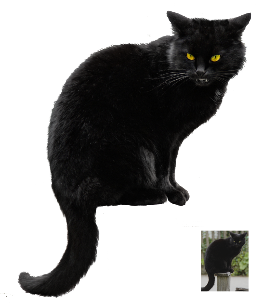 . Hdpng.com Black Cat ~ Halloween Vs Stock By Astoko - Halloween Black Cats, Transparent background PNG HD thumbnail