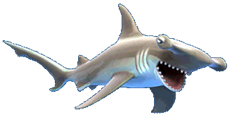 File:hammerhead Shark.png - Hammerhead Shark, Transparent background PNG HD thumbnail