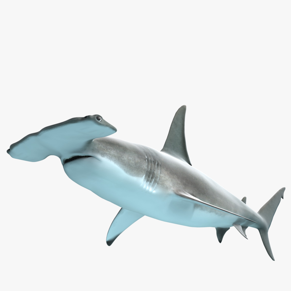Great Hammerhead Shark - Hammerhead Shark, Transparent background PNG HD thumbnail