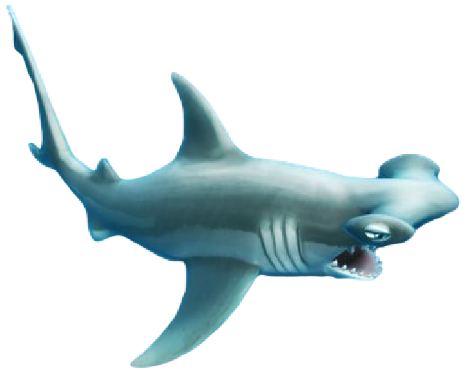 Hammerhead Banner.png - Hammerhead Shark, Transparent background PNG HD thumbnail