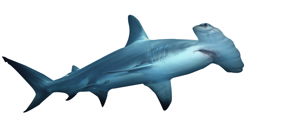 Hammerhead.png - Hammerhead Shark, Transparent background PNG HD thumbnail