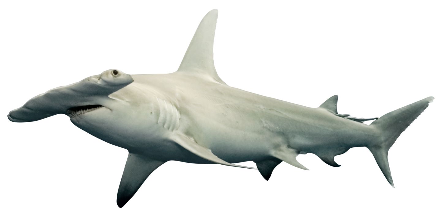 Hammerhead Shark Facts | What Do Sharks Eat | Dk Find Out - Hammerhead Shark, Transparent background PNG HD thumbnail