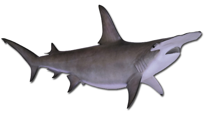 Hammerhead Shark Fish Replica - Hammerhead Shark, Transparent background PNG HD thumbnail