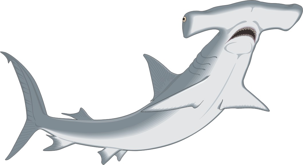 Mako Shark Clipart Hammerhead Shark #2 - Hammerhead Shark, Transparent background PNG HD thumbnail
