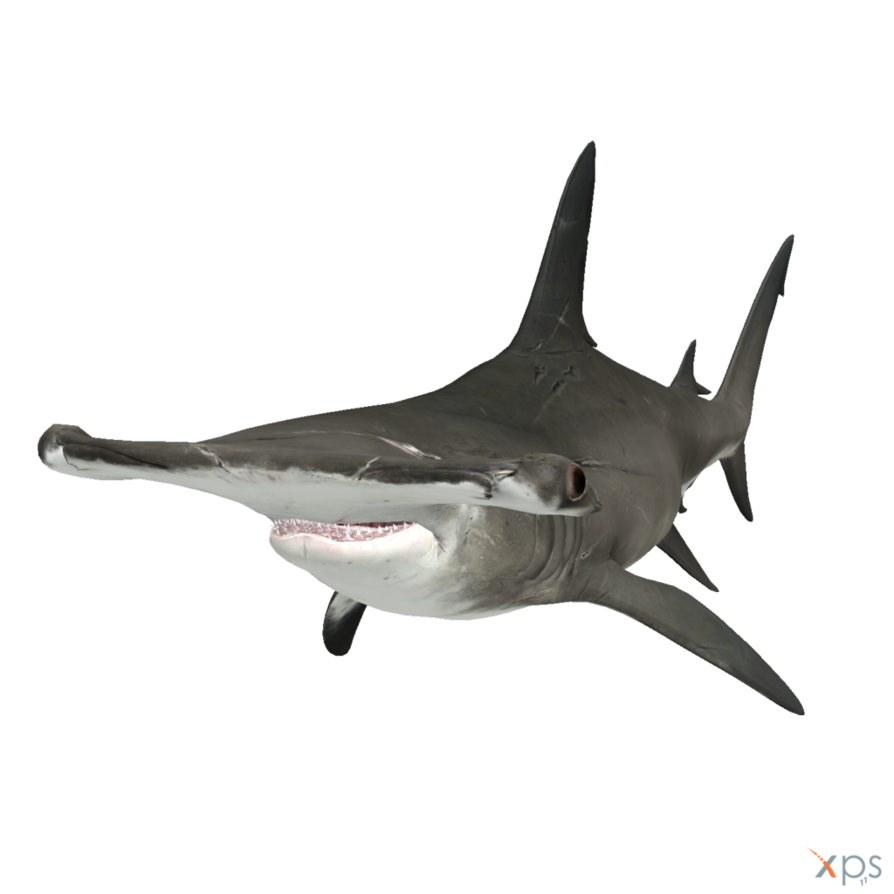The Depth   Hammerhead Shark By Mrunclebingo Hdpng.com  - Hammerhead Shark, Transparent background PNG HD thumbnail
