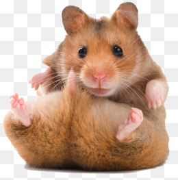 A Hamster, Food, Lovely, Small Powder Claw Png Image - Hamster, Transparent background PNG HD thumbnail