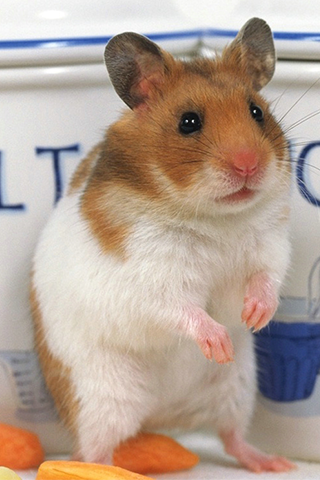 . Hdpng.com Beautiful Hd Wallpapers Of Hamster, 320X480 Px Hdpng.com  - Hamster, Transparent background PNG HD thumbnail
