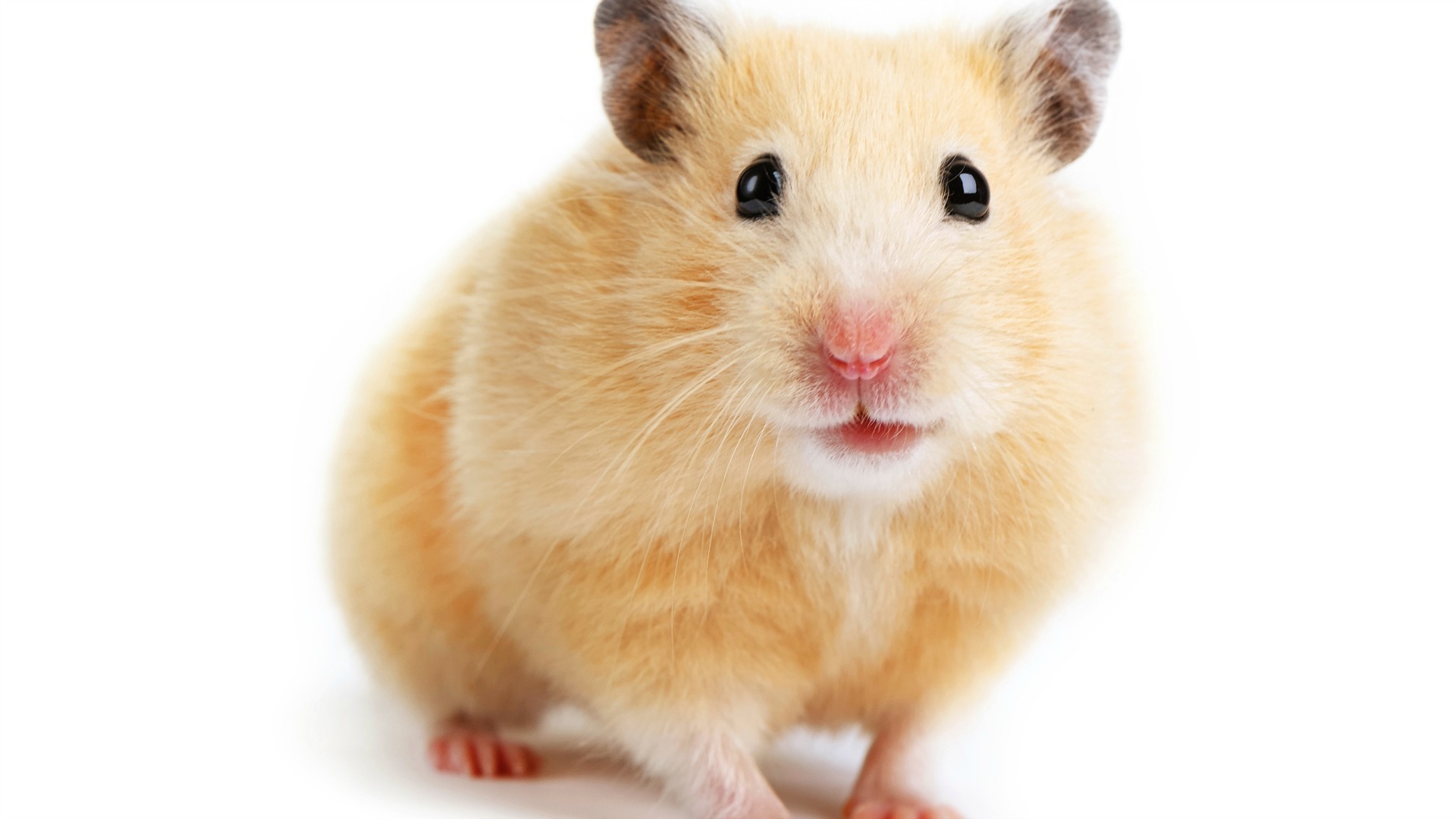 Consider These Facts Before Bringing Home A Hamster - Hamster, Transparent background PNG HD thumbnail