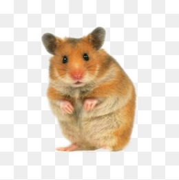 Hamsters, Animal, Lovely, Hamsters Png Image - Hamster, Transparent background PNG HD thumbnail