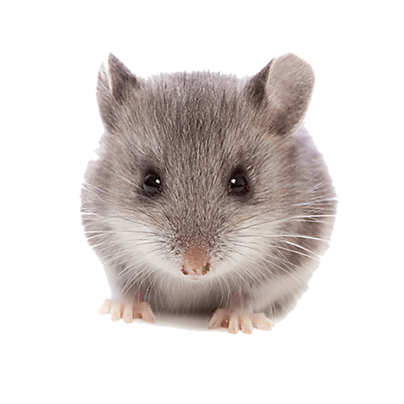 Mouse Animal Png Clipart - Hamster, Transparent background PNG HD thumbnail